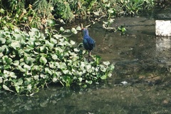 Porphyrio poliocephalus