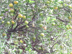 Leiothlypis celata
