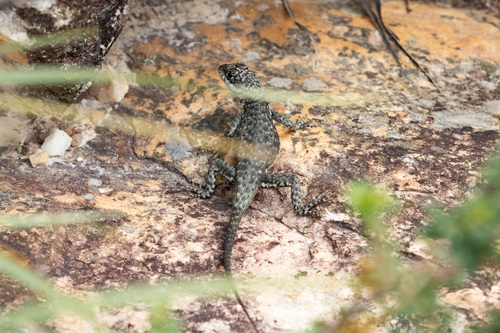 Tropidurus montanus