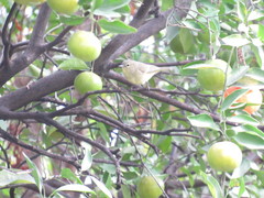 Leiothlypis celata