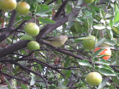 Leiothlypis celata