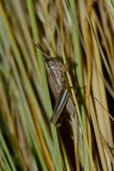 Macrotona