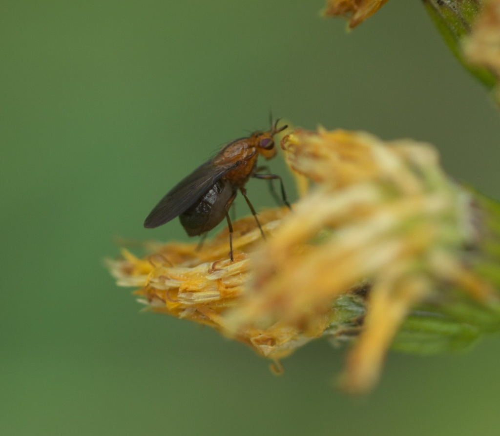 Camptoprosopella dolorosa