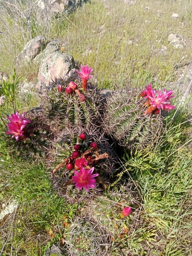 Eriosyce castanea