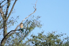 Coracias benghalensis