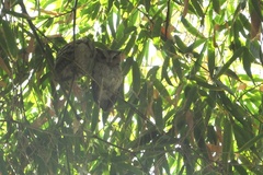 Otus bakkamoena