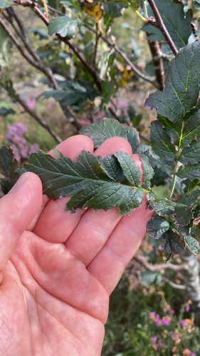 Arran service-tree (Hedlundia pseudofennica)