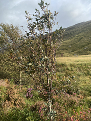 Hedlundia pseudofennica, photograph James Cunningham, CC BY, iNaturalist via GBIF