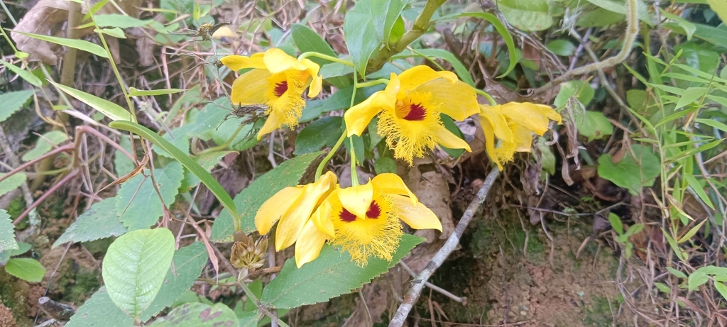 Dendrobium hookerianum