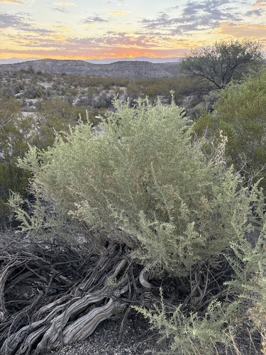 iNaturalist observation 2025-09-18