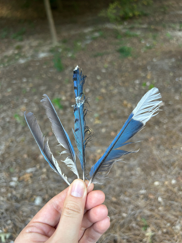 Blue Jay photographed in Georgia