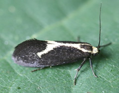 Polix coloradella