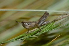 Macrotona