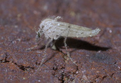 Chaoborus maculipes