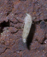 Chaoborus maculipes