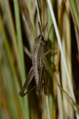 Macrotona
