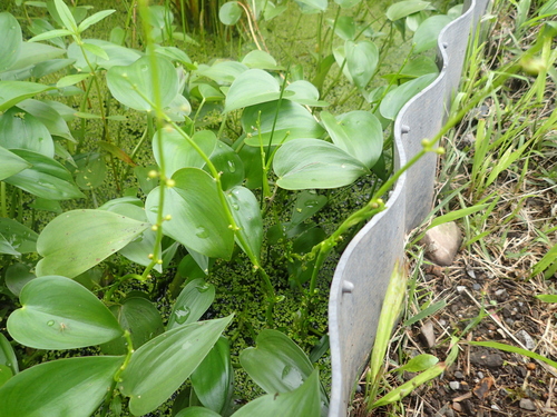 Gratiola japonica iNat (2)