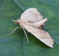 Eulithis diversilineata