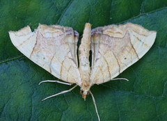 Eulithis diversilineata