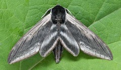 Sphinx drupiferarum