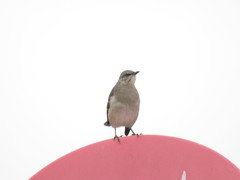 Mimus polyglottos