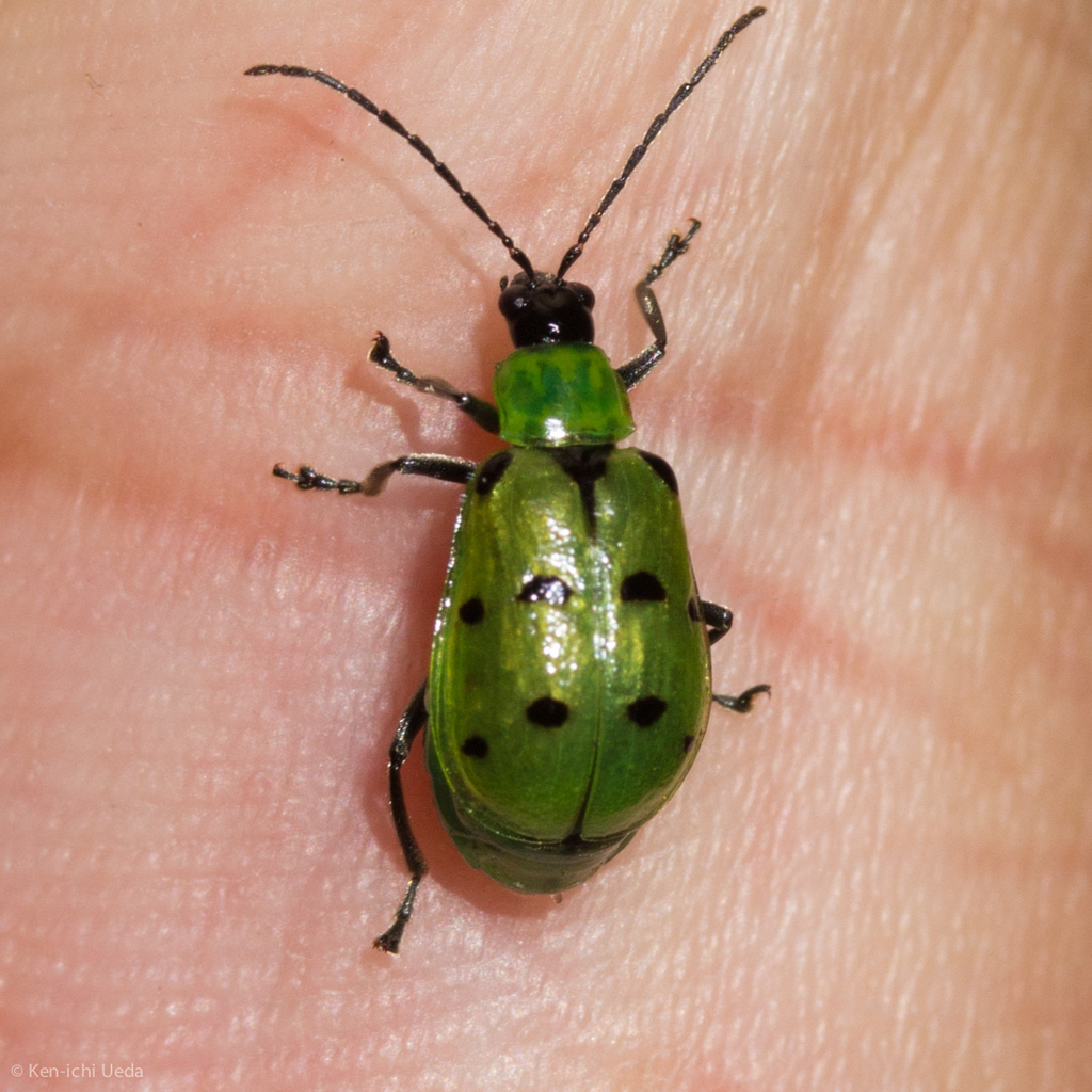 Diabrotica decempunctata