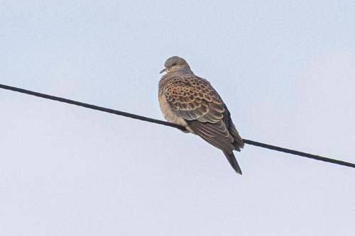 Tórtola oriental (Streptopelia orientalis)