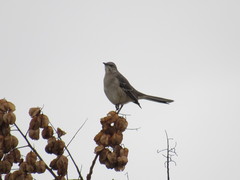 Mimus polyglottos