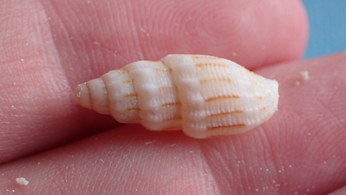 Vexillum exasperatum observed 2025-09-17