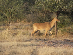 Boselaphus tragocamelus