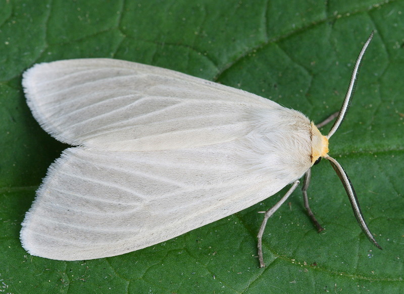 Oregon Cycnia Moth