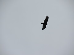 Cathartes aura