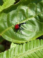 Trachelophorus giraffa