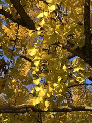 Ginkgo biloba
