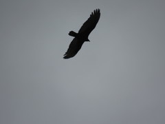 Cathartes aura