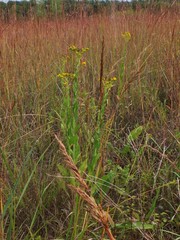 Solidago rigida rigida