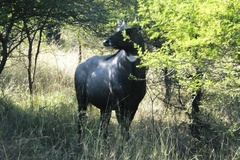 Boselaphus tragocamelus