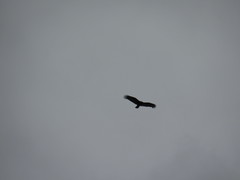 Cathartes aura