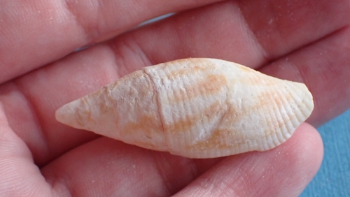Mitra eremitarum observed 2025-09-17