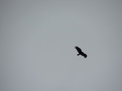 Cathartes aura