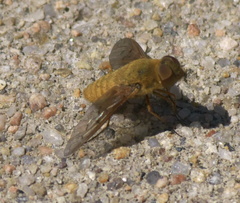 Chrysanthrax edititius