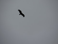Cathartes aura