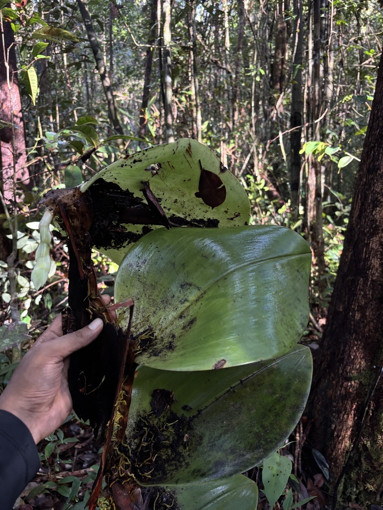 Bulbophyllum beccarii (Bulbophyllum beccarii)