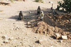 Semnopithecus entellus