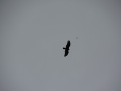 Cathartes aura