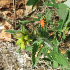 Agapophyta bipunctata