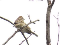 Chondestes grammacus