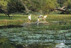 Mycteria leucocephala