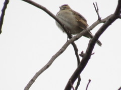 Chondestes grammacus