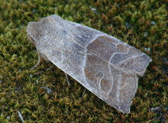 Eupsilia devia